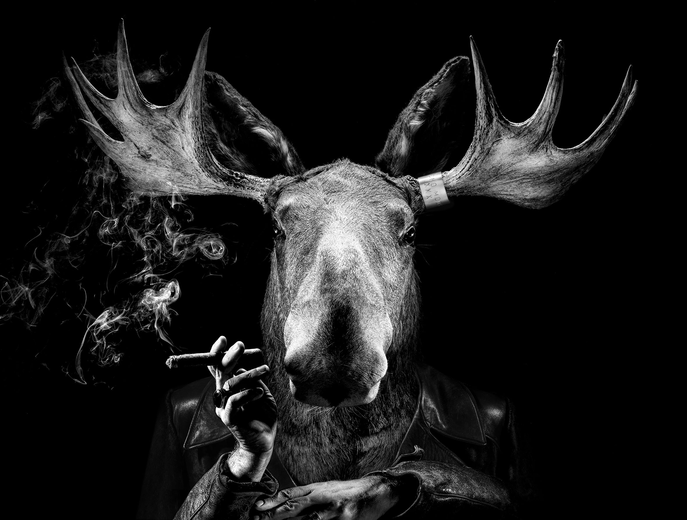 MACHO MOOSE